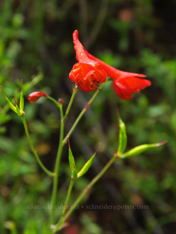 red larkspur (Delphinium nudicaule) [Berryessa-Knoxville Road, Napa County, California]