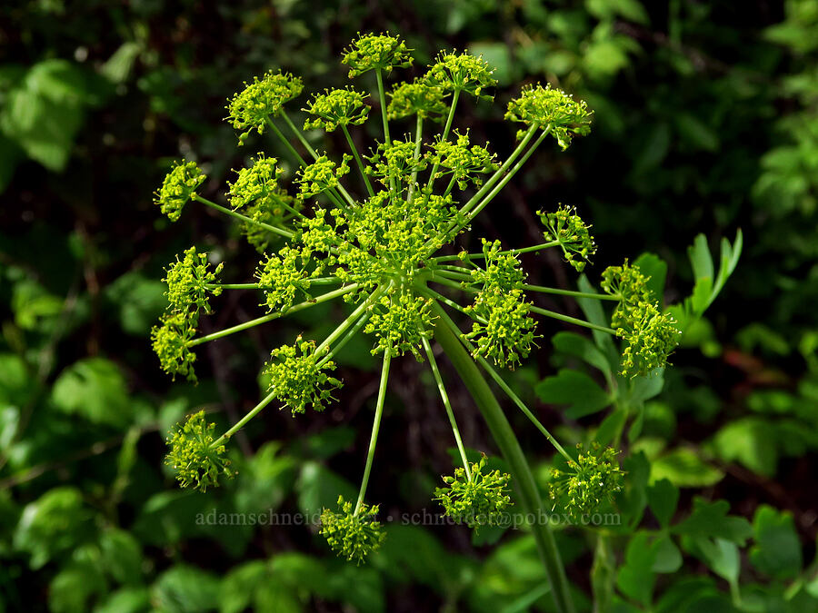 California desert parsley (Lomatium californicum) [Berryessa-Knoxville Road, Napa County, California]