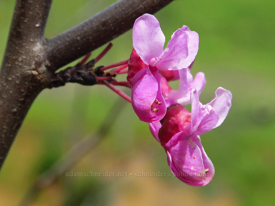 western redbud (Cercis occidentalis) [Berryessa-Knoxville Road, Napa County, California]