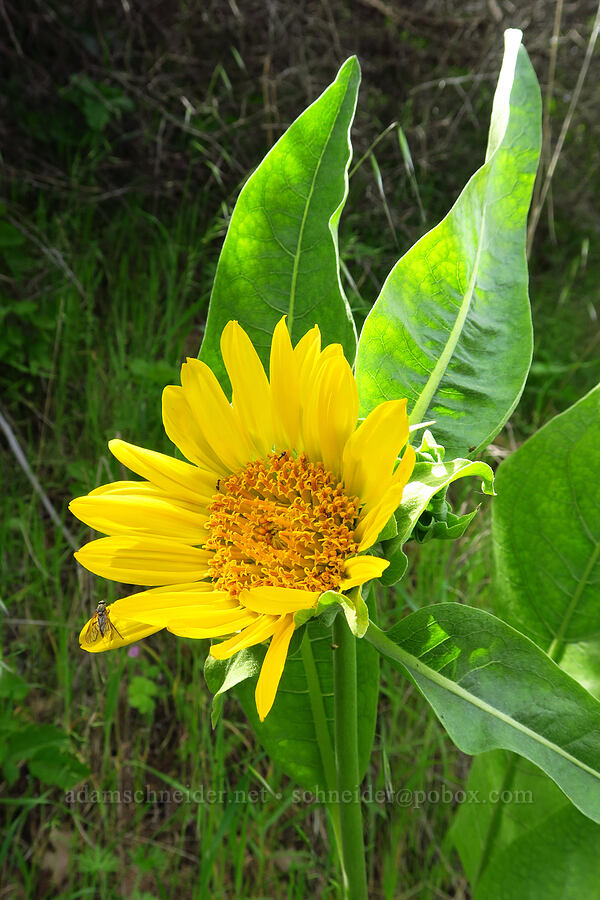 mule's-ears (Wyethia sp.) [Berryessa-Knoxville Road, Napa County, California]