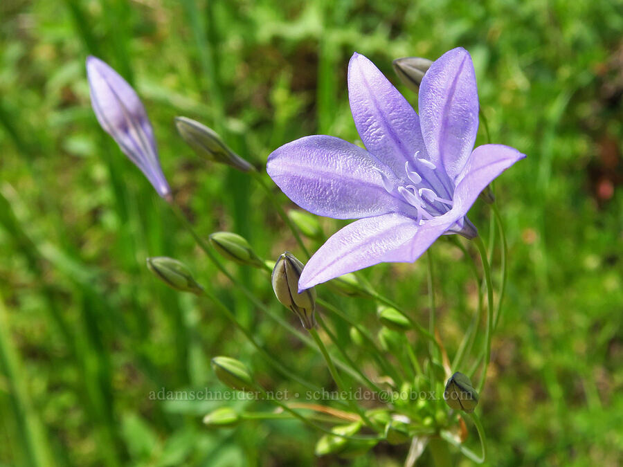 Ithuriel's spear (Triteleia laxa (Brodiaea laxa)) [Berryessa-Knoxville Road, Napa County, California]