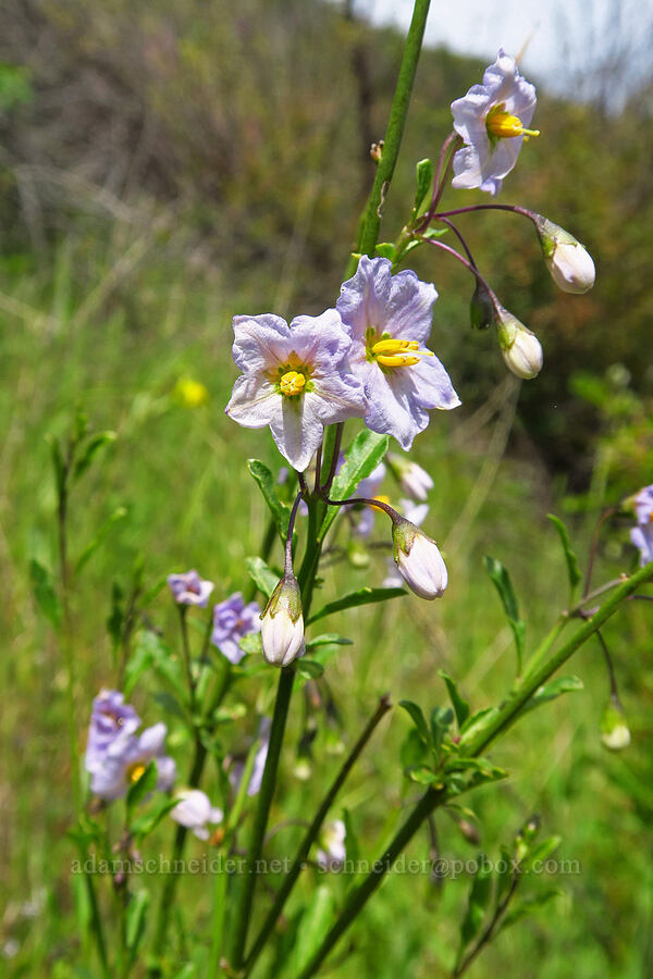 chapparal nightshade (Solanum xanti) [Berryessa-Knoxville Road, Napa County, California]