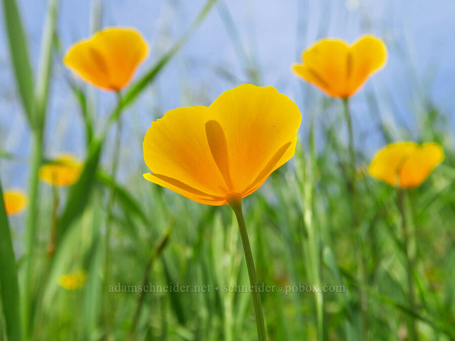 foothill poppies (Eschscholzia caespitosa) [Berryessa-Knoxville Road, Napa County, California]