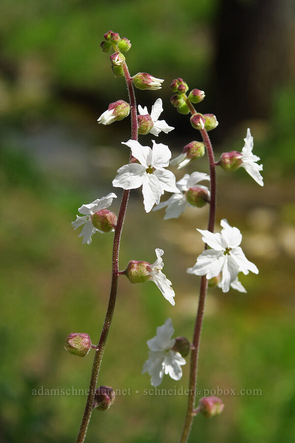 Bolander's woodland stars (Lithophragma bolanderi) [Berryessa-Knoxville Road, Napa County, California]