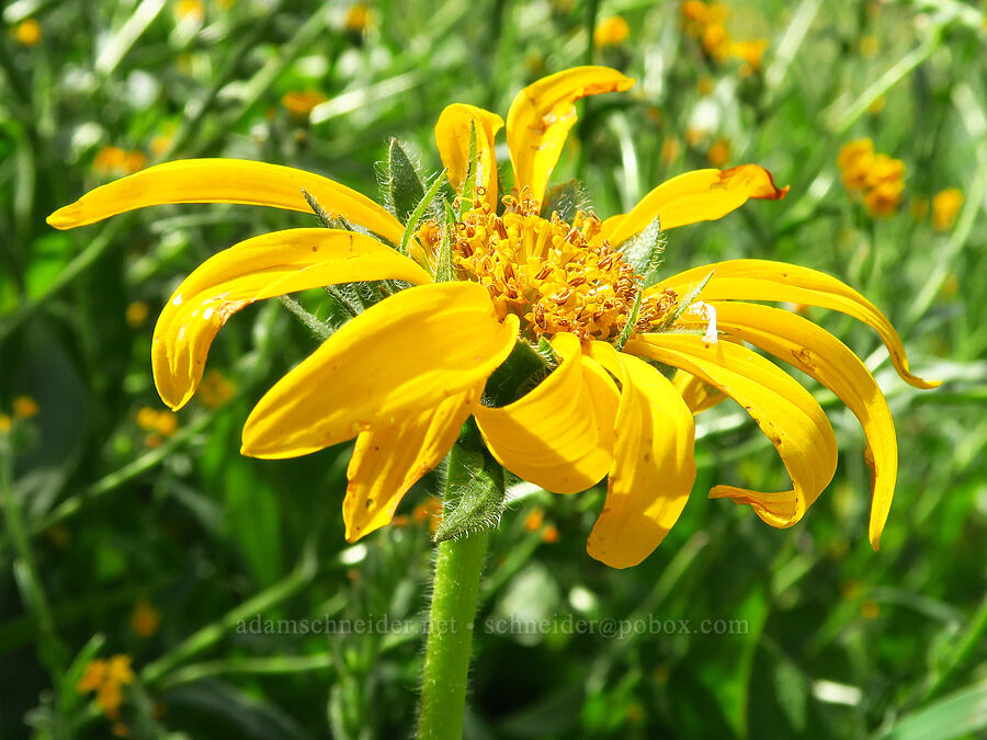 narrow-leaf mule's-ears (Wyethia angustifolia) [Berryessa-Knoxville Road, Napa County, California]