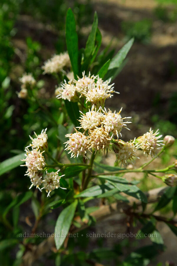 mule-fat (Baccharis salicifolia) [Berryessa-Knoxville Road, Napa County, California]