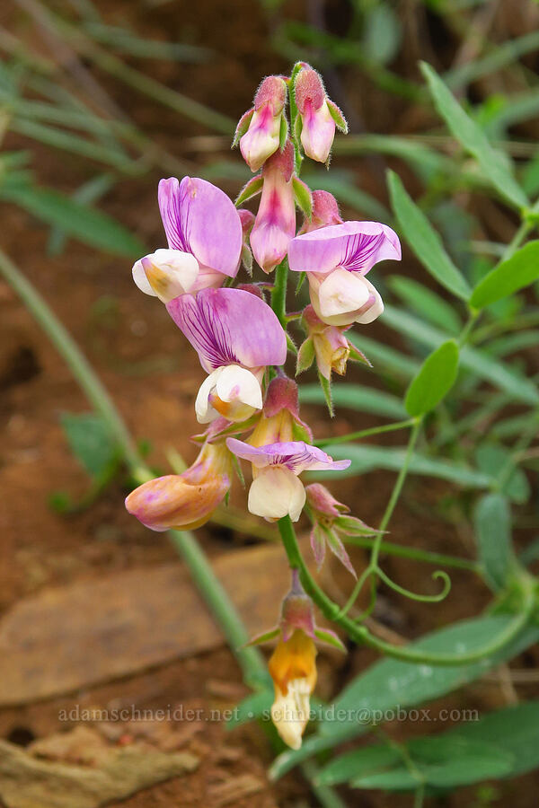 Pacific pea-vine (Lathyrus vestitus var. vestitus) [Zim Zim Falls Trail, Napa County, California]