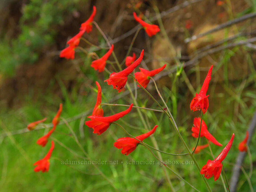 red larkspur (Delphinium nudicaule) [Zim Zim Falls Trail, Napa County, California]