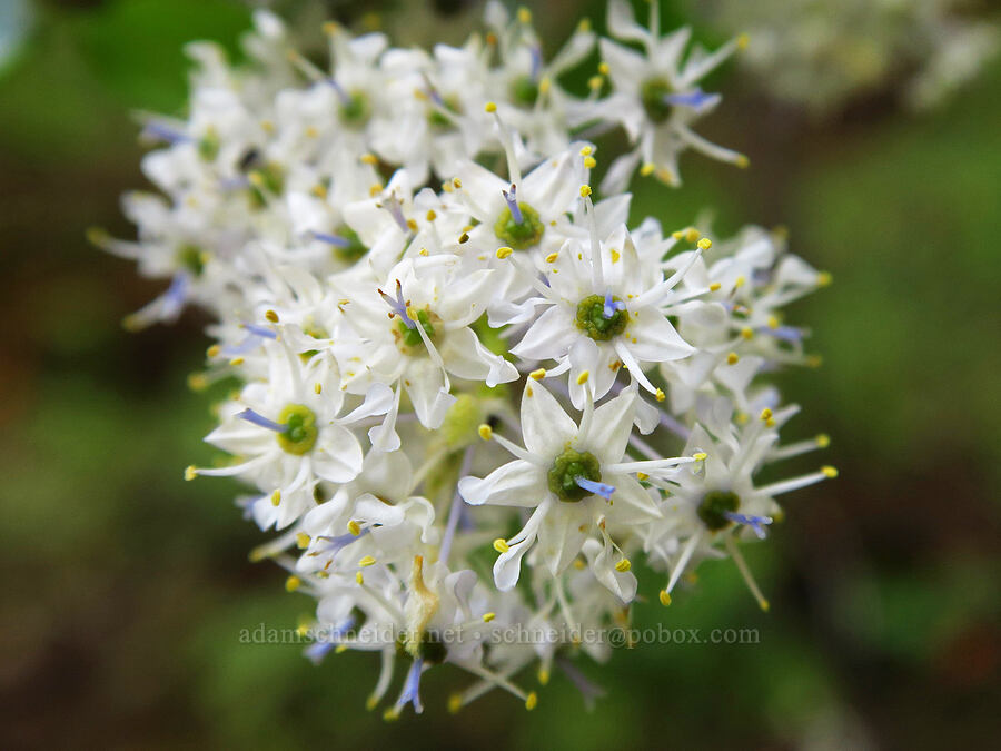 Jim-brush (Ceanothus oliganthus var. sorediatus) [Zim Zim Falls Trail, Napa County, California]