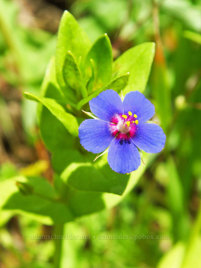 blue scarlet pimpernel (Anagallis arvensis (Lysimachia arvensis)) [Zim Zim Falls Trail, Napa County, California]