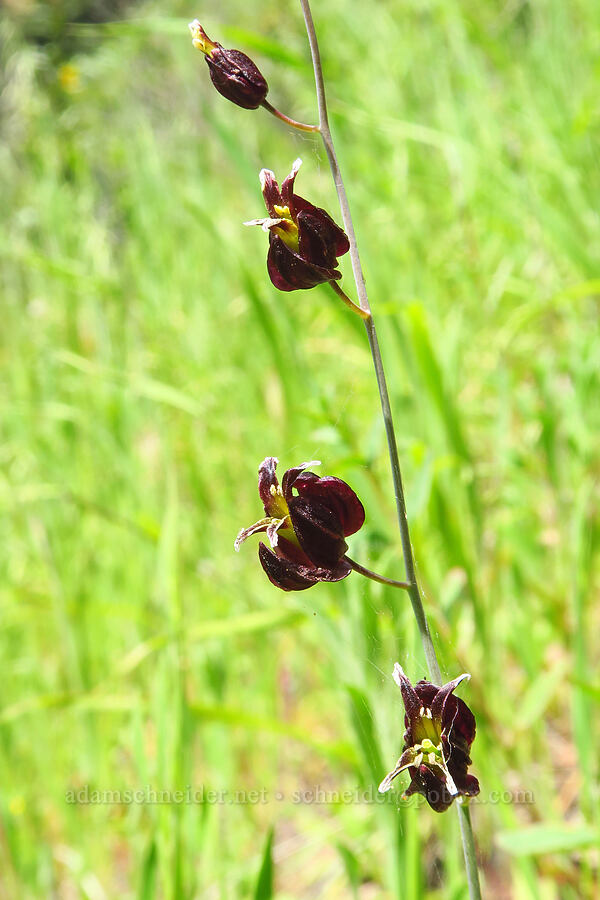 bristly jewel-flower (Streptanthus glandulosus ssp. glandulosus) [Zim Zim Falls Trail, Napa County, California]