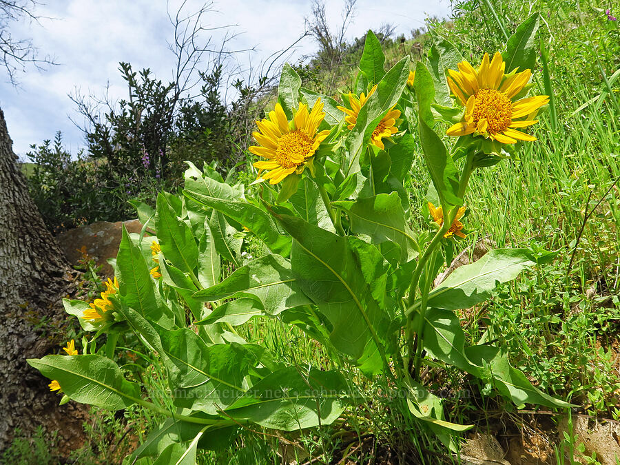 smooth mule's-ears (Wyethia glabra) [Zim Zim Falls Trail, Napa County, California]