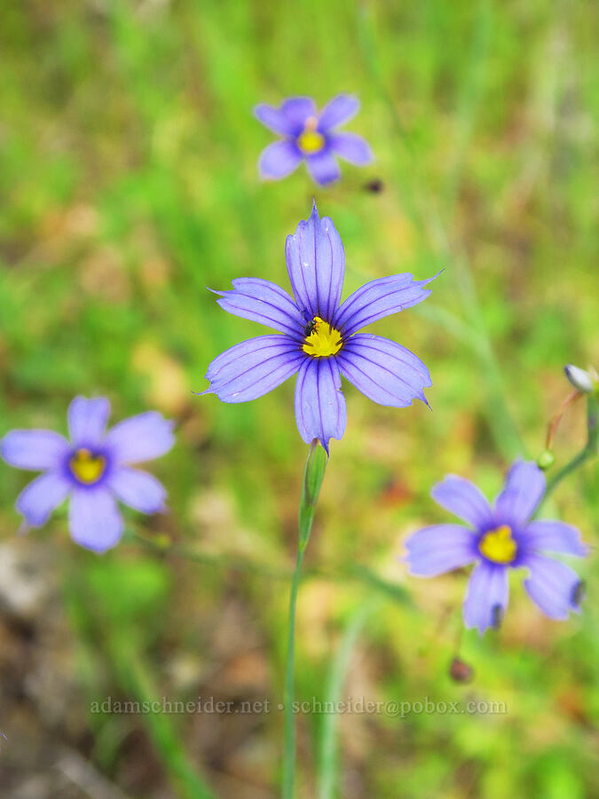 western blue-eyed-grass (Sisyrinchium bellum) [Zim Zim Falls Trail, Napa County, California]