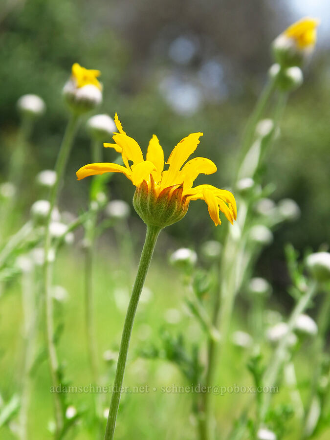 yarrow-leaf woolly sunflower (Eriophyllum lanatum var. achilleoides) [Zim Zim Falls Trail, Napa County, California]