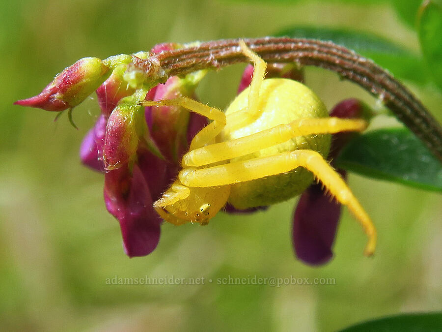 crab spider (Mecaphesa sp.) [Zim Zim Falls Trail, Napa County, California]