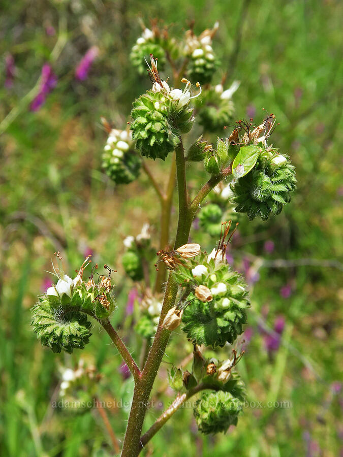 phacelia (Phacelia sp.) [Eticuera Creek, Napa County, California]