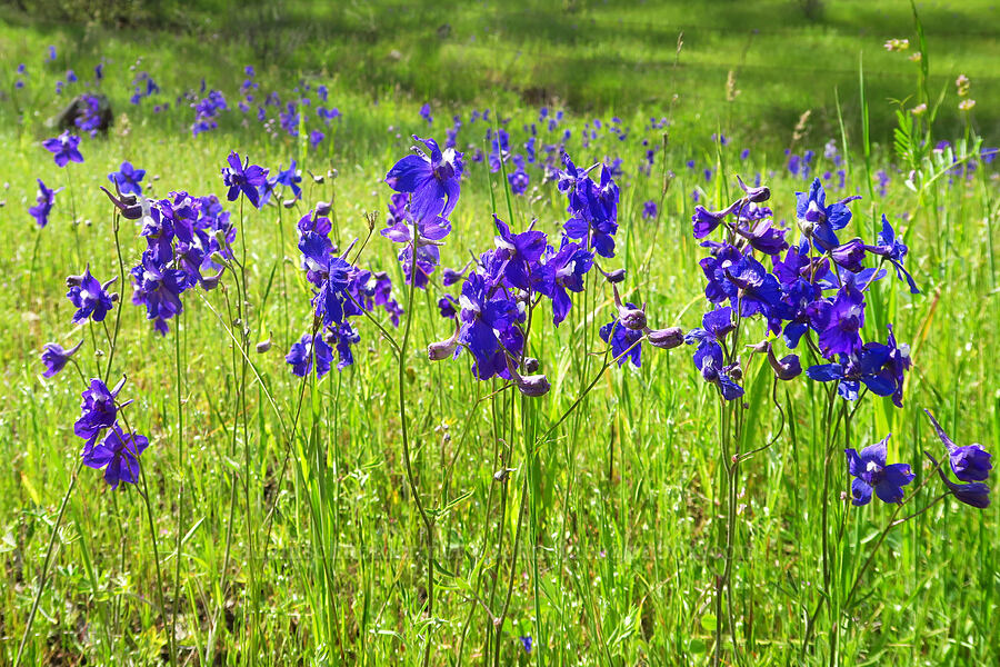 royal larkspur (Delphinium variegatum) [Berryessa-Knoxville Road, Napa County, California]