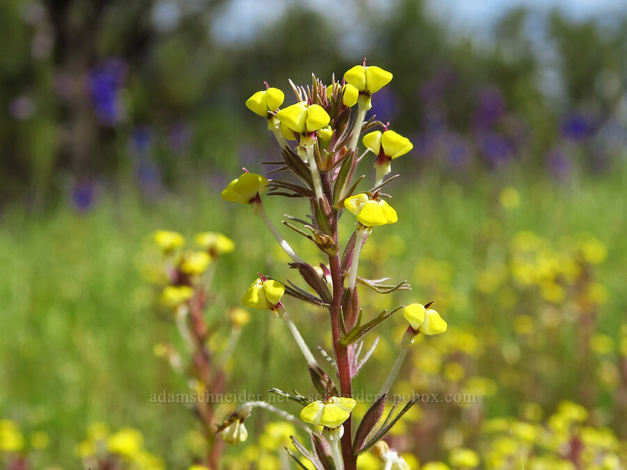 butter-and-eggs (Triphysaria eriantha ssp. eriantha (Orthocarpus erianthus)) [Berryessa-Knoxville Road, Napa County, California]