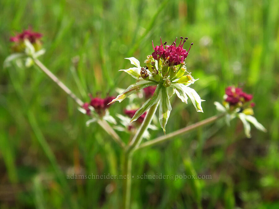 Hoover's desert parsley (Lomatium hooveri) [Berryessa-Knoxville Road, Napa County, California]