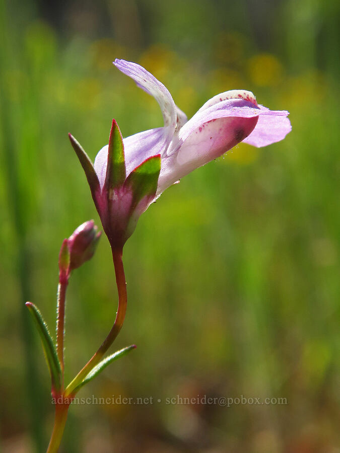 few-flowered blue-eyed-mary (Collinsia sparsiflora) [Berryessa-Knoxville Road, Napa County, California]