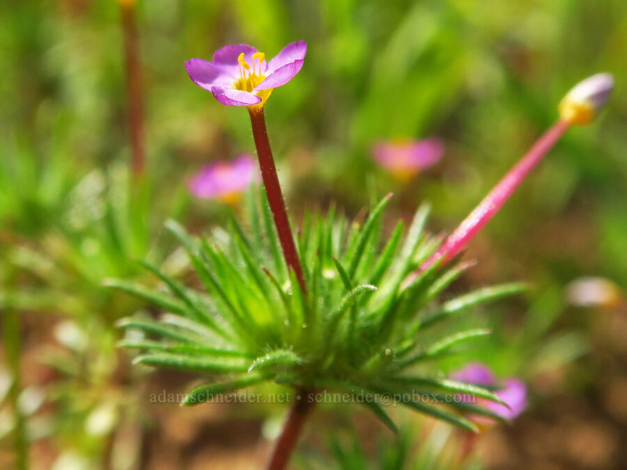 true baby-stars (Leptosiphon bicolor (Linanthus bicolor)) [Berryessa-Knoxville Road, Napa County, California]