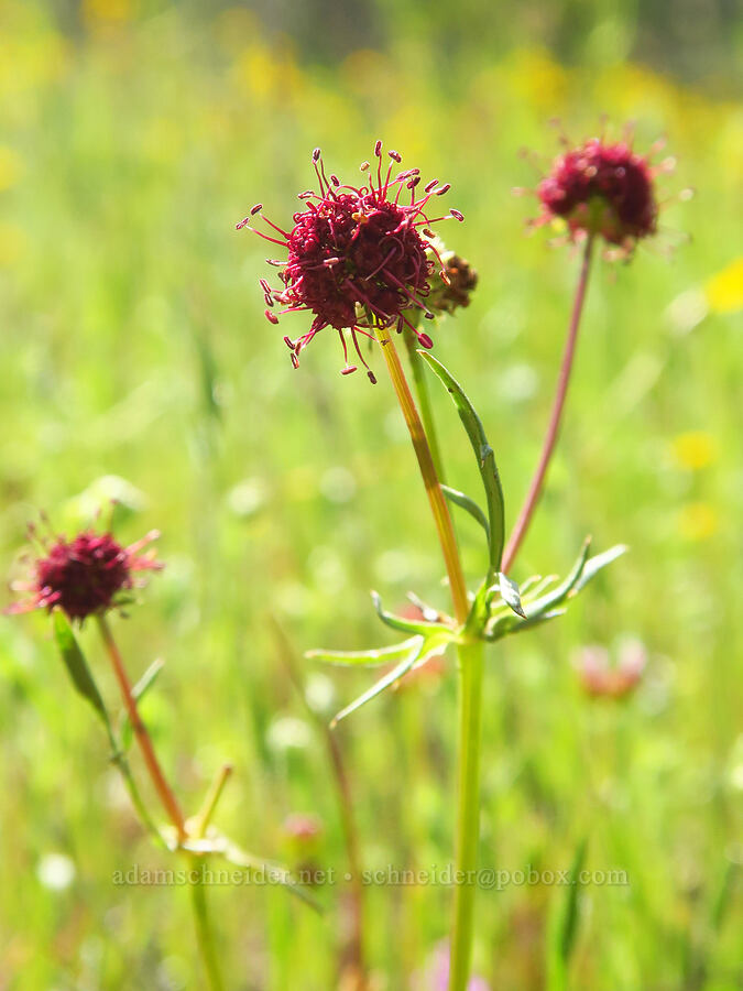 purple sanicle (Sanicula bipinnatifida) [Berryessa-Knoxville Road, Napa County, California]