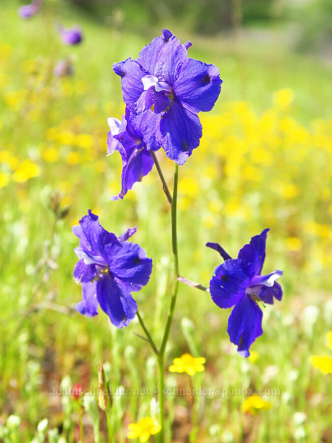 royal larkspur (Delphinium variegatum) [Berryessa-Knoxville Road, Napa County, California]