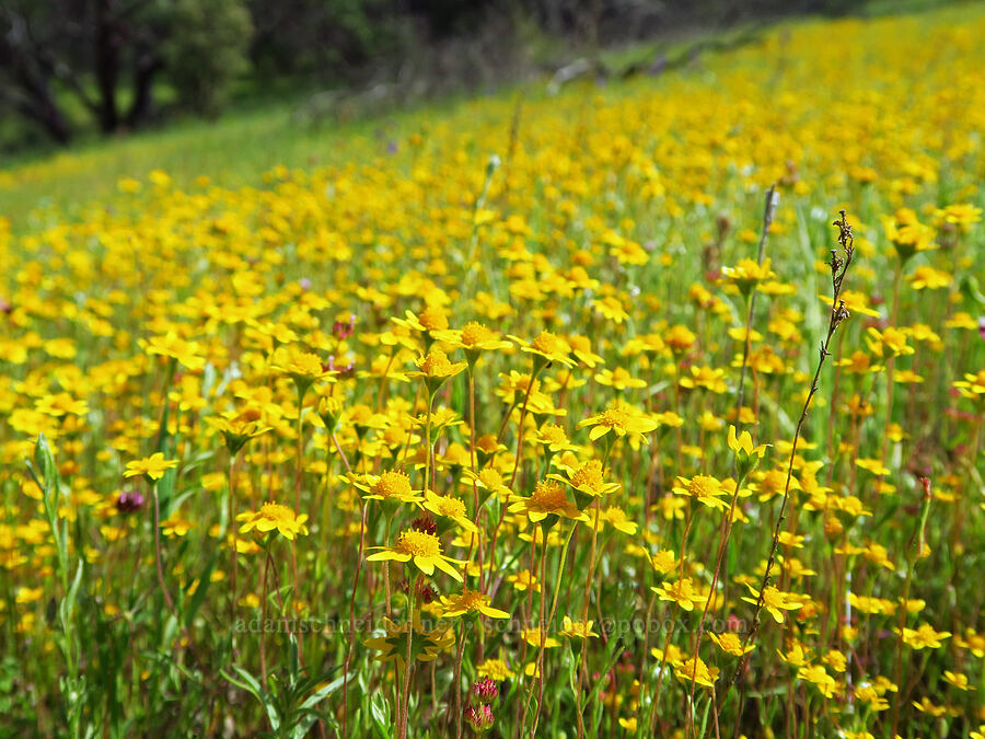 California gold-fields (Lasthenia californica) [Berryessa-Knoxville Road, Napa County, California]