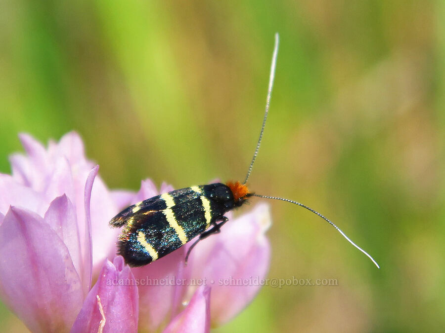 fairy moth on jeweled onion (Adela trigrapha, Allium serra) [Berryessa-Knoxville Road, Napa County, California]