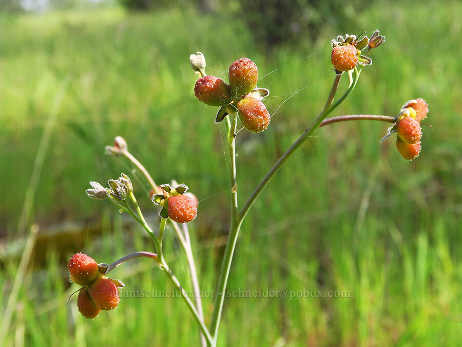 great hound's-tongue fruits (Adelinia grandis (Cynoglossum grande)) [Berryessa-Knoxville Road, Napa County, California]