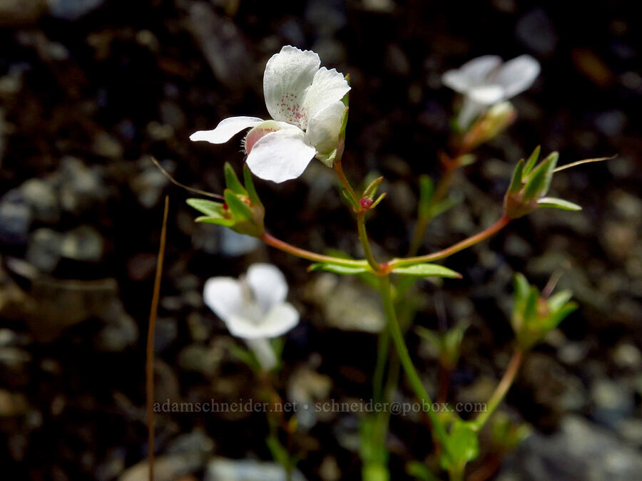 white few-flowered blue-eyed-mary (Collinsia sparsiflora) [Berryessa-Knoxville Road, Napa County, California]