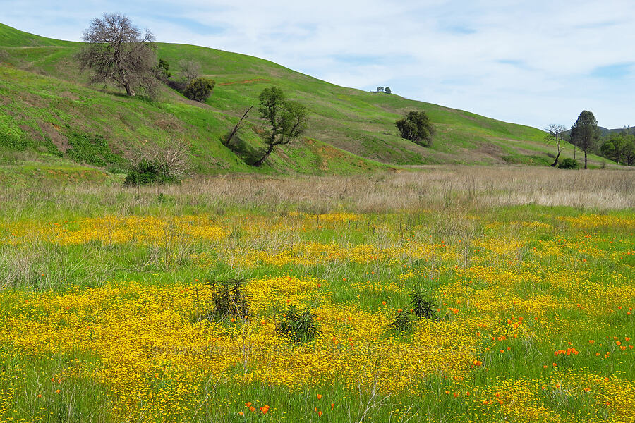 gold-fields & California poppies (Lasthenia sp., Eschscholzia californica) [Berryessa-Knoxville Road, Napa County, California]