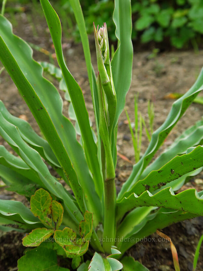 wavy-leaf soap plant, budding (Chlorogalum pomeridianum) [Berryessa-Knoxville Road, Napa County, California]