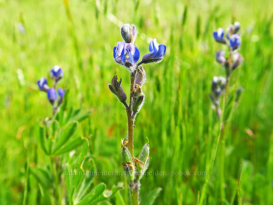 miniature lupine (Lupinus bicolor (Lupinus micranthus var. bicolor)) [Berryessa-Knoxville Road, Napa County, California]