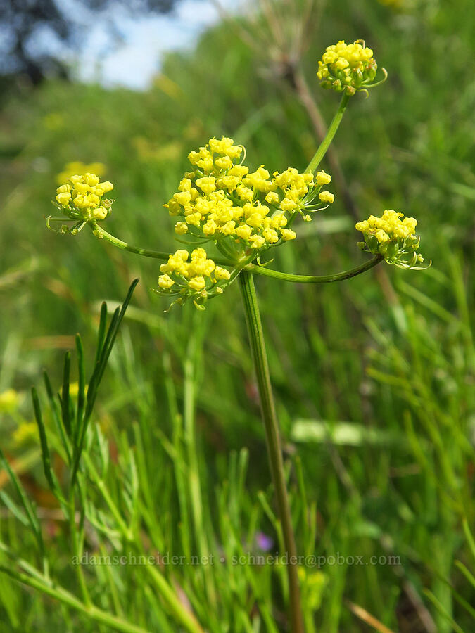 Butte/Hartweg's desert parsley (Lomatium marginatum var. marginatum) [Berryessa-Knoxville Road, Napa County, California]