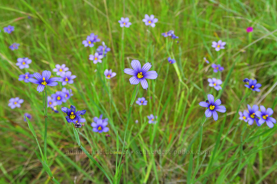 western blue-eyed-grass (Sisyrinchium bellum) [Berryessa-Knoxville Road, Napa County, California]