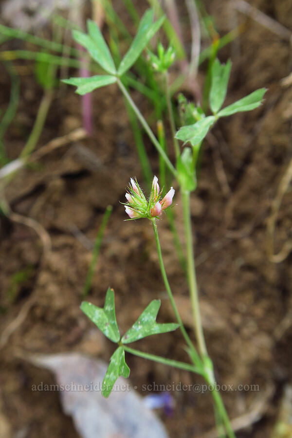 notch-leaf clover (Trifolium bifidum) [Berryessa-Knoxville Road, Napa County, California]