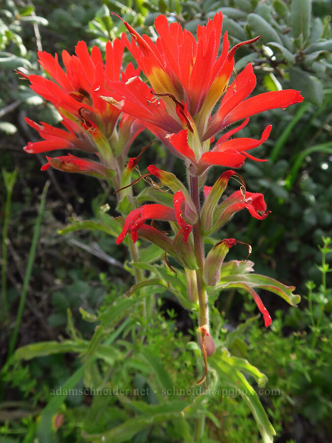 Camp Martin paintbrush (Castilleja martini (Castilleja applegatei ssp. martini)) [Berryessa-Knoxville Road, Napa County, California]