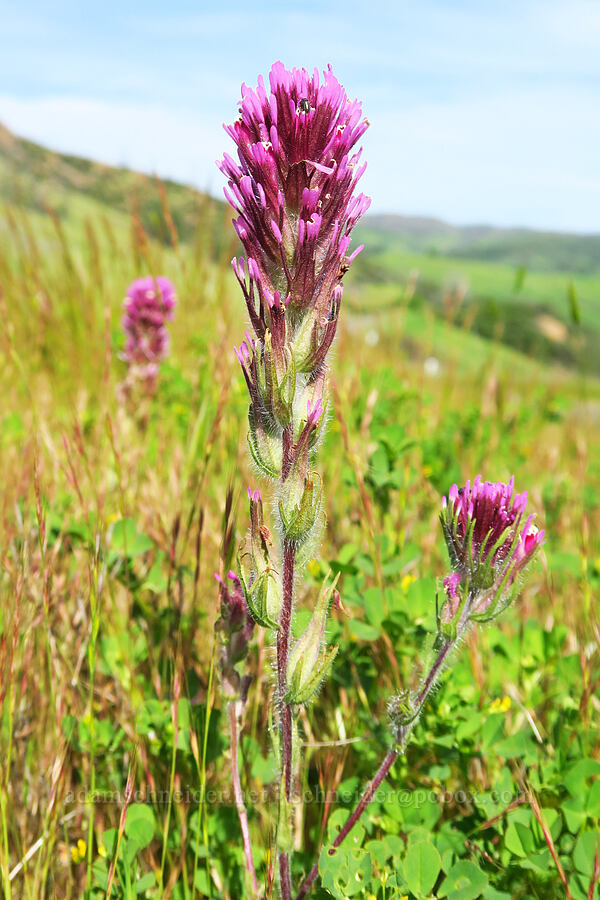 purple owl's-clover (Castilleja exserta var. exserta (Orthocarpus exsertus)) [Berryessa-Knoxville Road, Napa County, California]