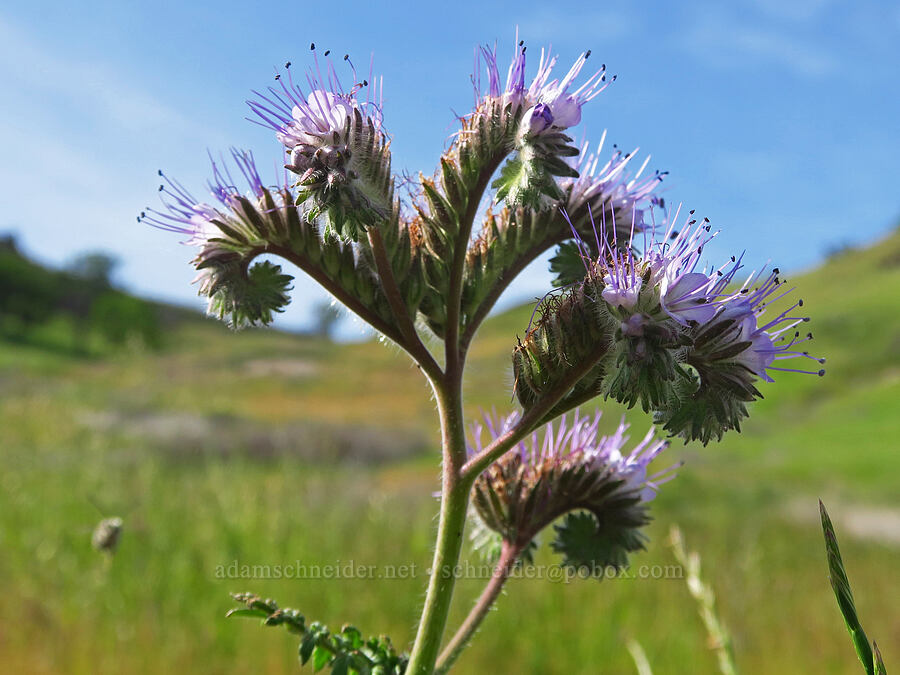 lacy phacelia (Phacelia tanacetifolia) [Berryessa-Knoxville Road, Napa County, California]