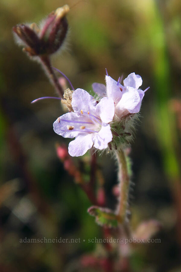 very small phacelia (Phacelia sp.) [Berryessa-Knoxville Road, Napa County, California]