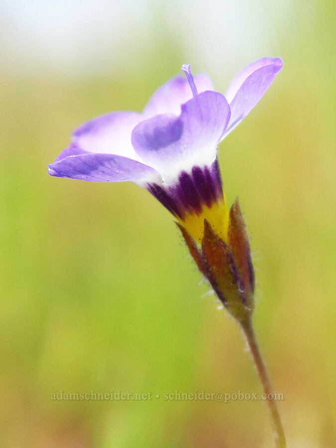 bird's-eye gilia (Gilia tricolor) [Berryessa-Knoxville Road, Napa County, California]