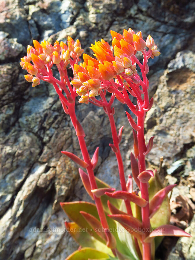 canyon live-forever (rock lettuce) (Dudleya cymosa) [Berryessa-Knoxville Road, Napa County, California]