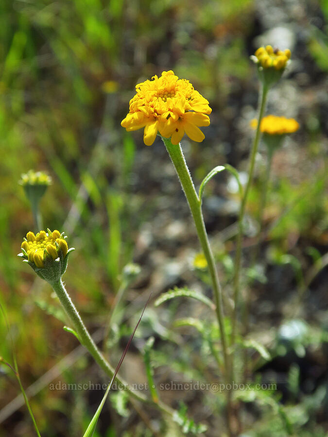 yellow pincushion (Chaenactis glabriuscula) [Berryessa-Knoxville Road, Napa County, California]