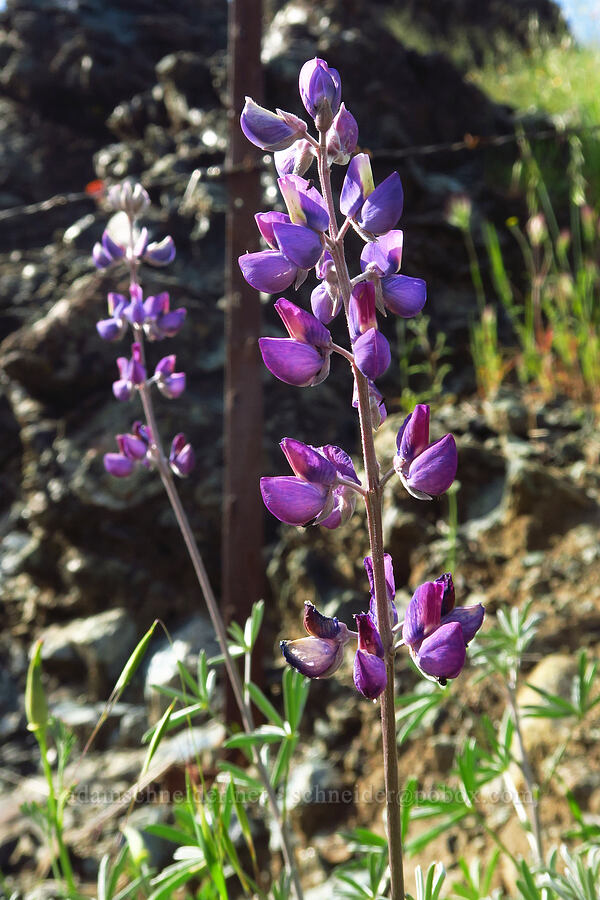 silver bush lupine (Lupinus albifrons) [Berryessa-Knoxville Road, Napa County, California]