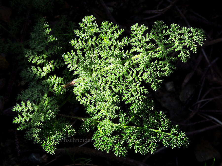 woolly-fruit desert parsley leaves (Lomatium dasycarpum) [Knoxville Recreation Area, Napa County, California]