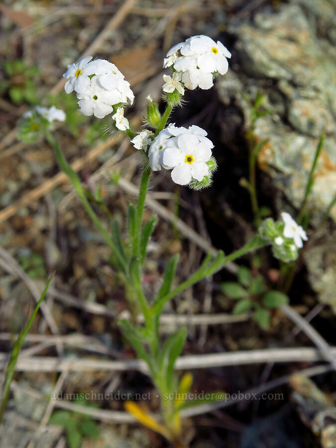 Napa cryptantha (Cryptantha hispidula) [Knoxville Recreation Area, Napa County, California]