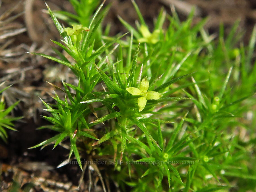 Andrews' (phlox-leaf) bedstraw (Galium andrewsii ssp. andrewsii) [Knoxville Recreation Area, Napa County, California]