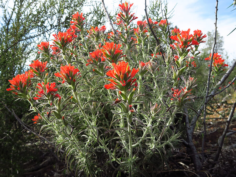 woolly paintbrush (Castilleja foliolosa) [Knoxville Recreation Area, Napa County, California]