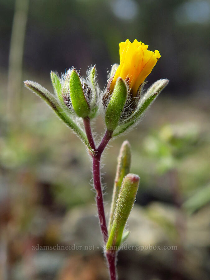 lesser hare-leaf (Lagophylla minor (Lagophylla dichotoma ssp. minor)) [Knoxville Recreation Area, Napa County, California]